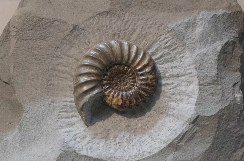 Real fossil in a rock at Dinosaur Isle